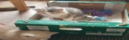 Mixed Breed cats for sale: Last of the Summer Kits - Advert 4