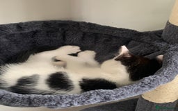 Domestic Shorthair cats for sale: Kittens available for adoption - Image 9