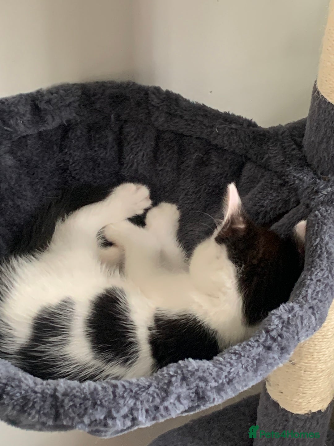 Domestic Shorthair cats for sale: Kittens available for adoption - Image 9