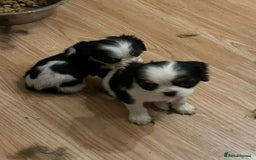 Cavalier King Charles Spaniel dogs for sale: 3 delightful Cavalier King Charles Spaniel Pups - Image 3