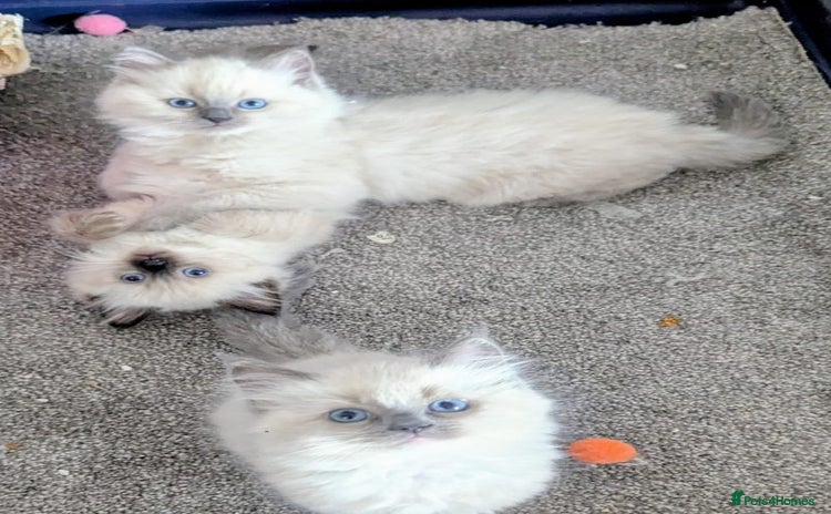 Ragdoll cats - Advert 1