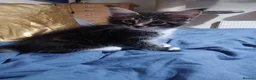 Maine Coon cats for sale: Maine Coon Kittens for Sale - Advert 4