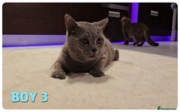 British Shorthair cats for sale: British Blue Kittens (Delivery available) - Image 4