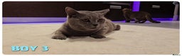British Shorthair cats for sale: British Blue Kittens - Advert 10