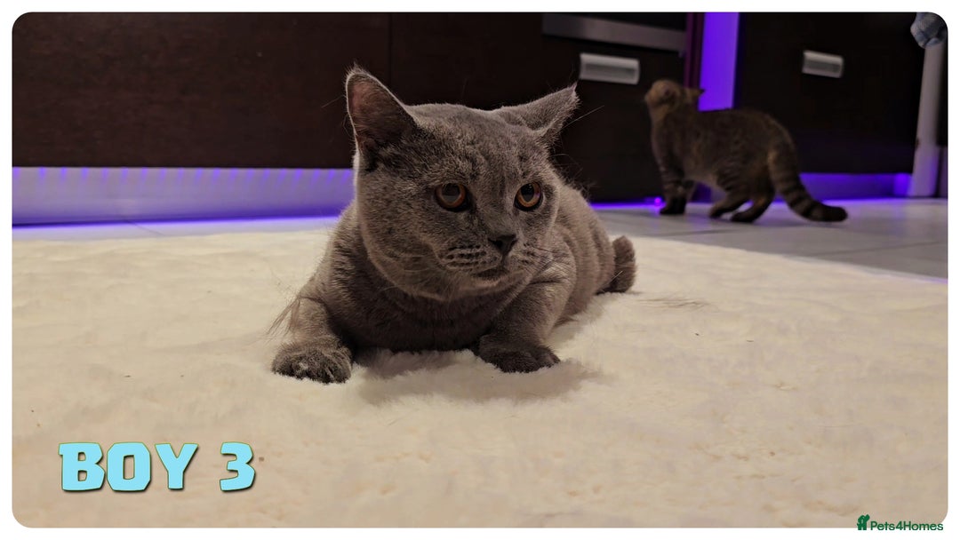British Shorthair cats for sale: British Blue Kittens (Delivery available) - Image 4
