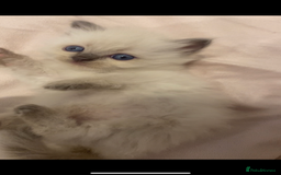 Ragdoll cats for sale: Ragdoll kittens😻 only 1 kitten left 😻ready now  - Image 5