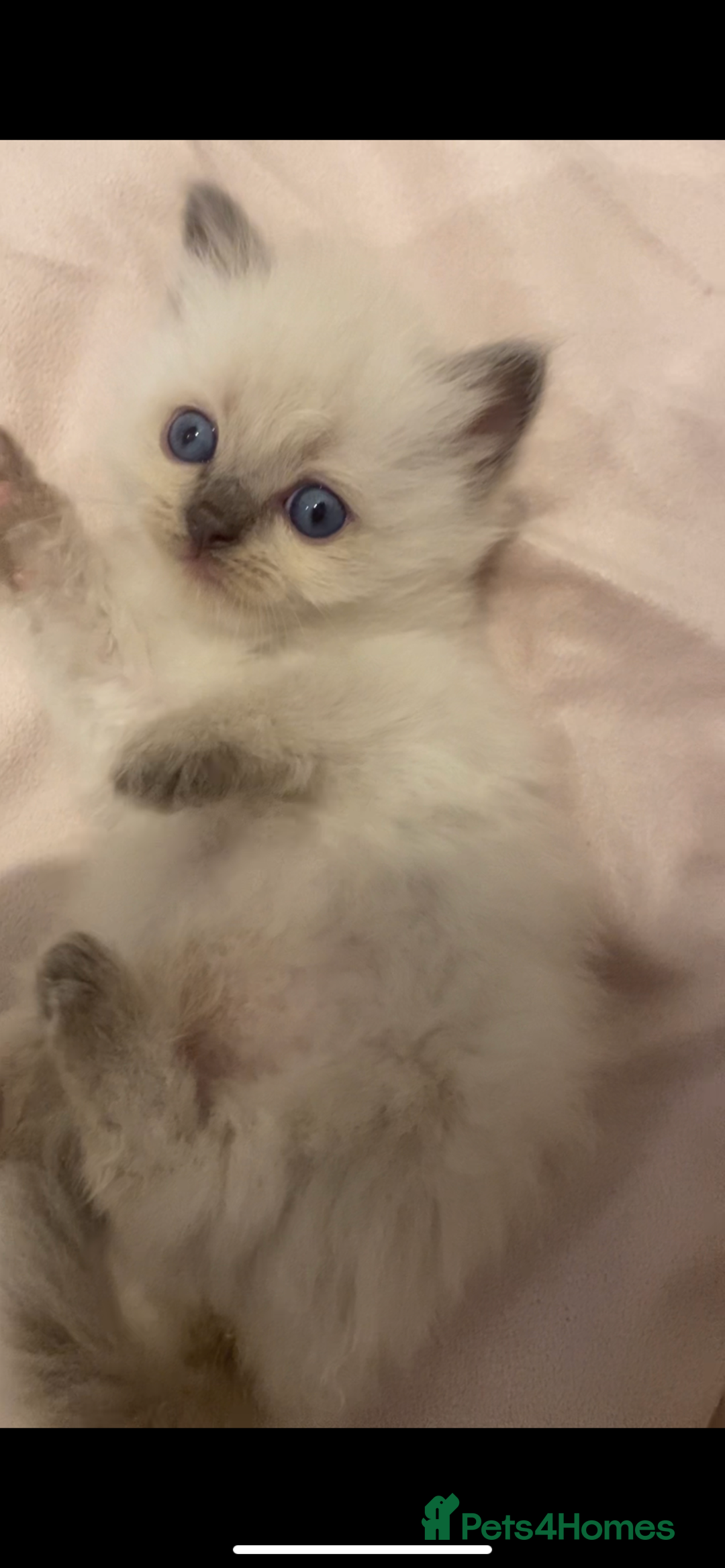 Ragdoll cats for sale: Ragdoll kittens😻 only 1 kitten left 😻ready now  - Image 5