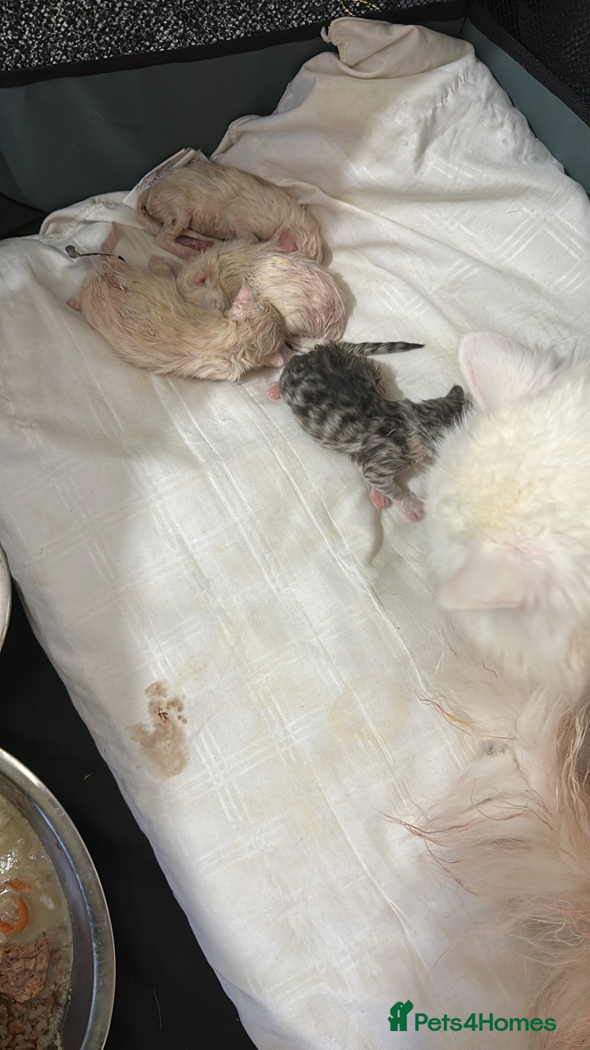 Persian cats Pure Persian - Advert 8