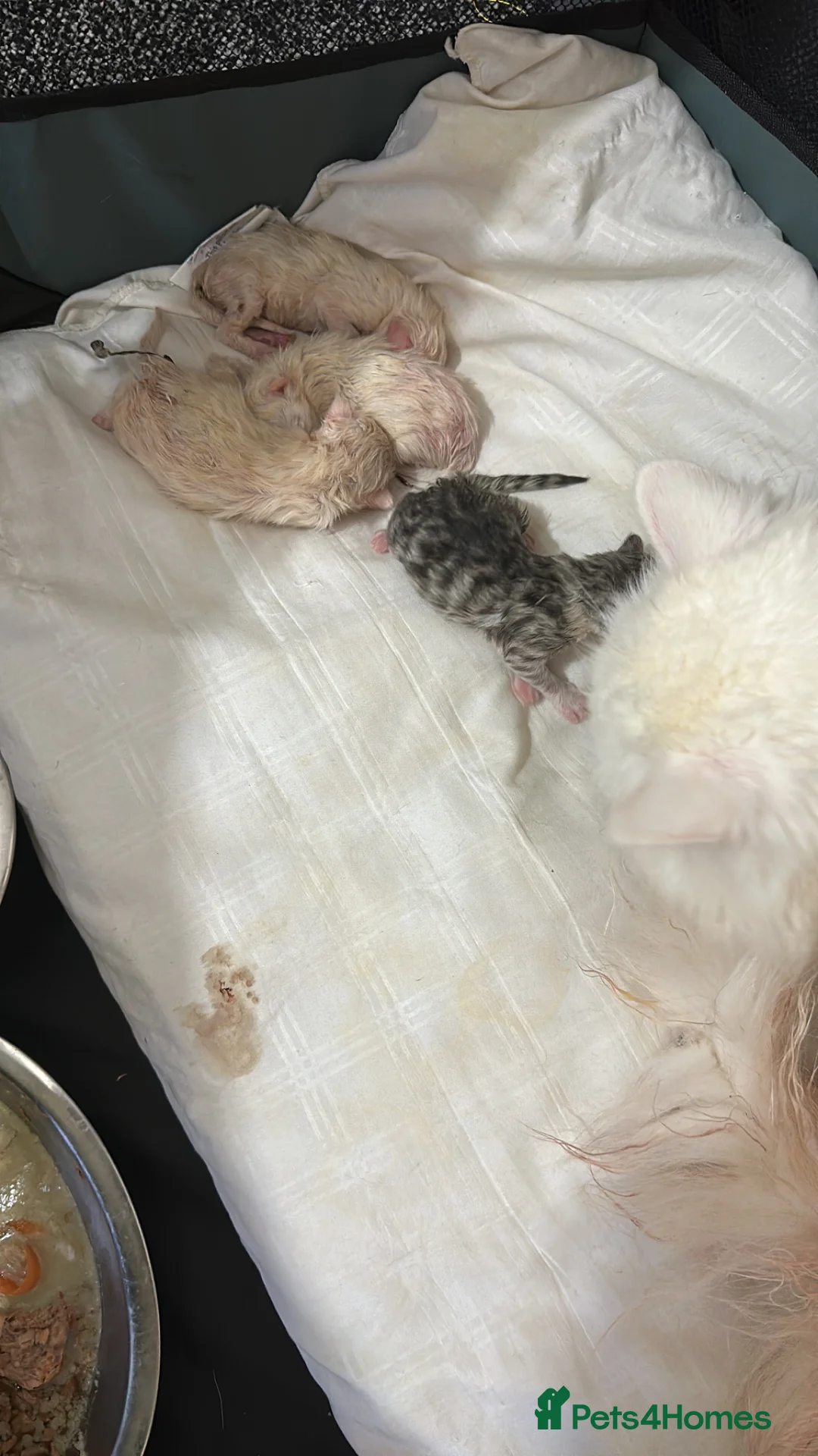 Persian cats for sale: Pure Persian - Advert 1