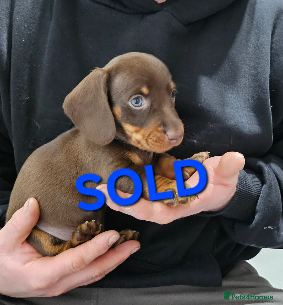 Dachshund dogs for sale: Dachshund (sausage dogs) READY NOW - Advert 9