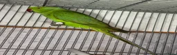 Ringnecks birds for sale: Beautiful young ringnecks for sale  in Chesterfield - Advert 3