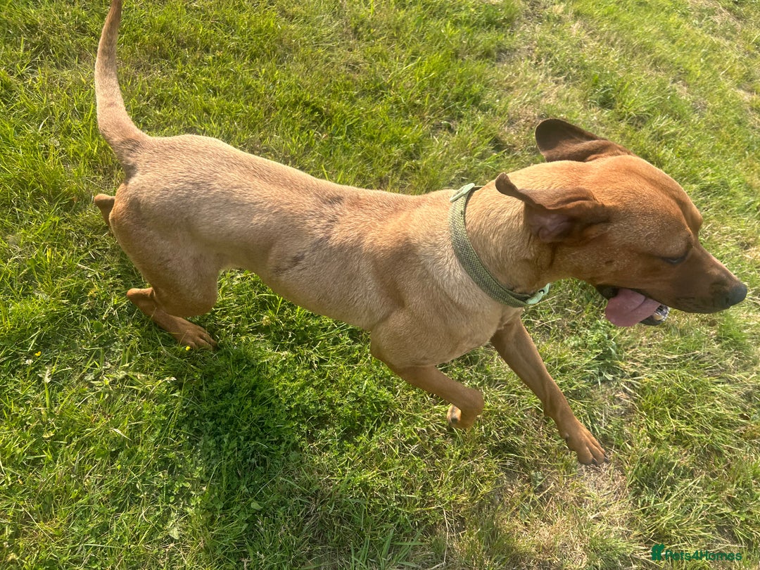 Rhodesian Ridgeback dogs for sale: Lady  - Image 5