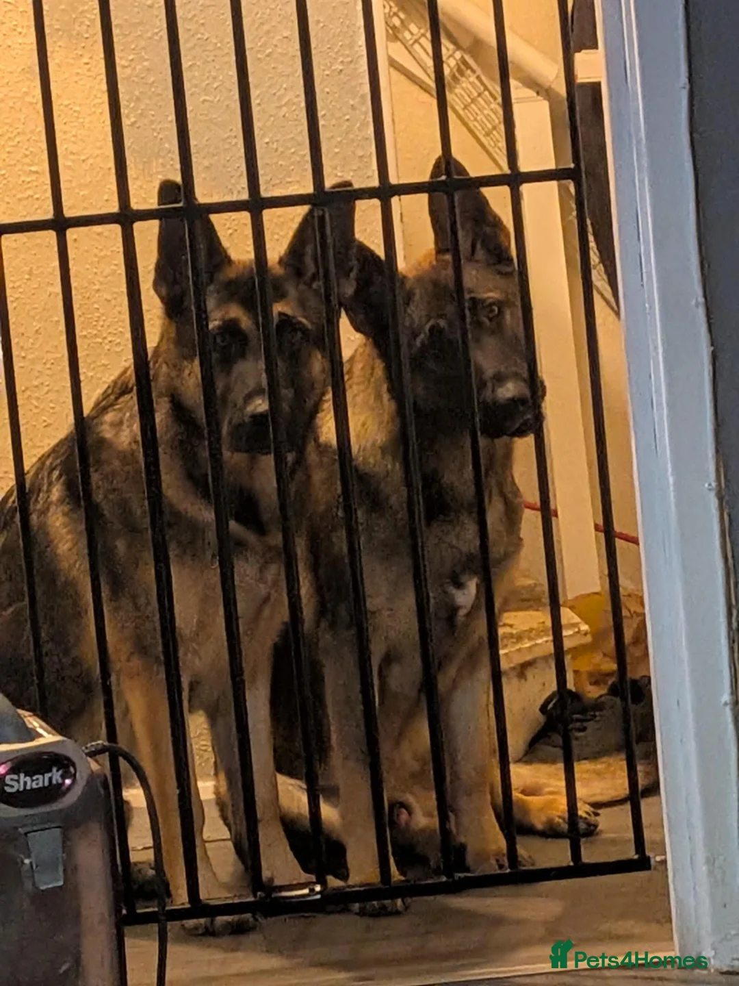 German Shepherd dogs for sale: Two handsome brother  - Advert 2