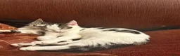 Domestic Shorthair cats for sale: FREE - 2 Cats to rehome in a loving home  in Carshalton - Advert 3