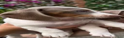 Dachshund dogs for sale: Dachshund piebald Puppy READY NOW  - Advert 9