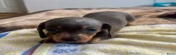 Dachshund dogs for sale: Puppy  - Advert 9