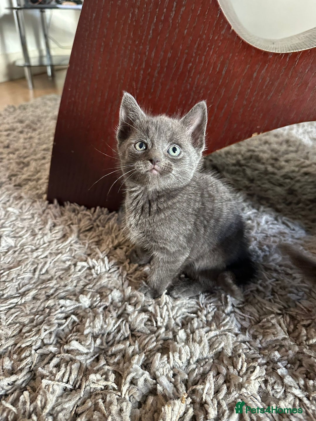 Russian Blue cats for sale: Adorable Silver Grey Russian blue kittens - Image 9