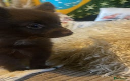 Pomchi dogs for sale: Fluffy Pomeranian Puppies - Image 4
