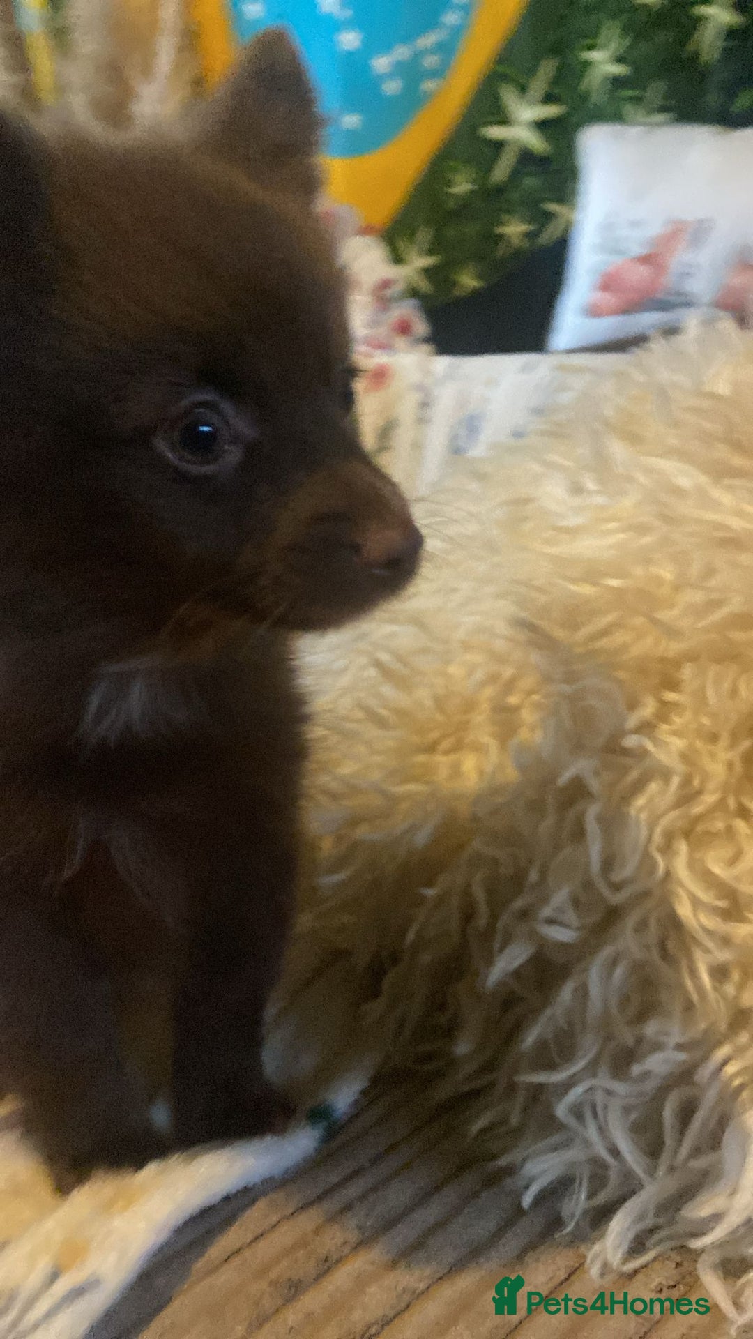 Pomchi dogs for sale: Fluffy Pomeranian Puppies - Image 4