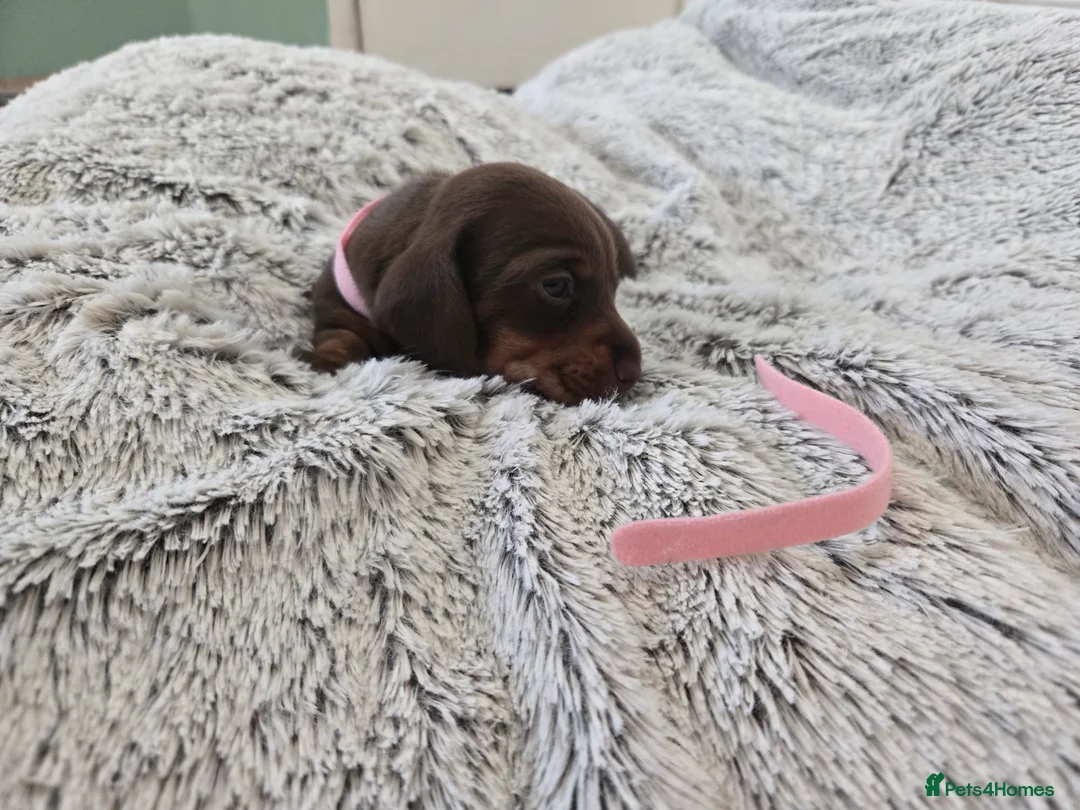 Miniature Dachshund dogs for sale: Miniature Dachshund Puppies (smooth haired) - Advert 15