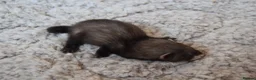 Ferret rodents for sale: Beautiful Kits  in Peterlee - Advert 25