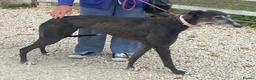 Greyhound dogs for adoption: Lovely girl Hallie wants a new forever home - Advert 2
