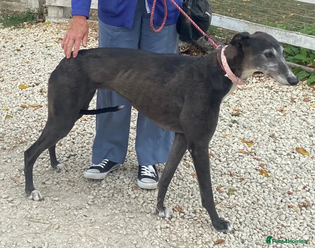 Greyhound dogs for adoption: Lovely girl Hallie wants a new forever home - Advert 2