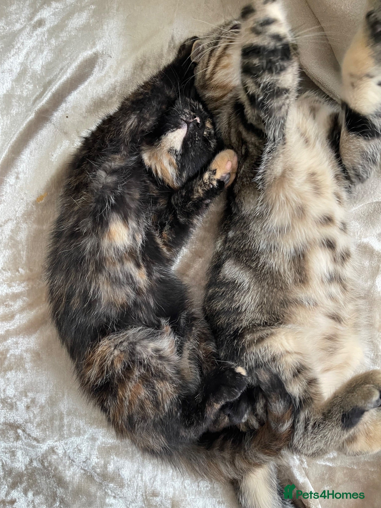 Mixed Breed cats Tabby x Scottish fold kitten - Advert 5