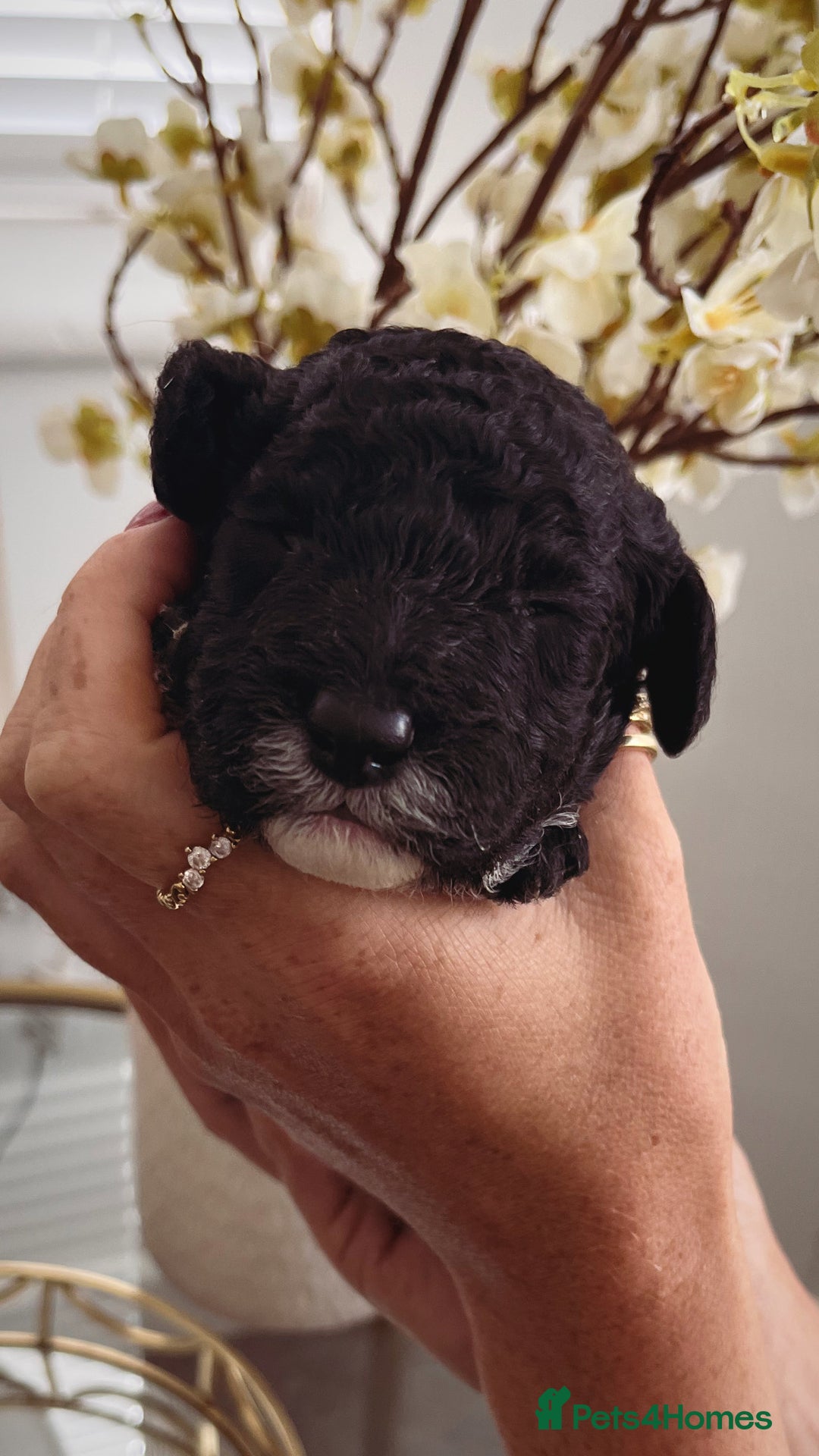 Sproodle dogs for sale: Sproodle puppies  - Image 34