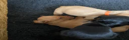Labrador Retriever dogs for sale: Labrador puppies black and fox red for sale in Nottingham - Advert 10