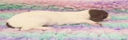 English Springer Spaniel dogs for sale: KC Homebred Health Tested Vet Social Pups 🩷 - Advert 6