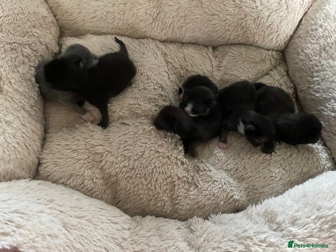 Domestic Shorthair cats for sale: Beautiful kittens  - Image 6