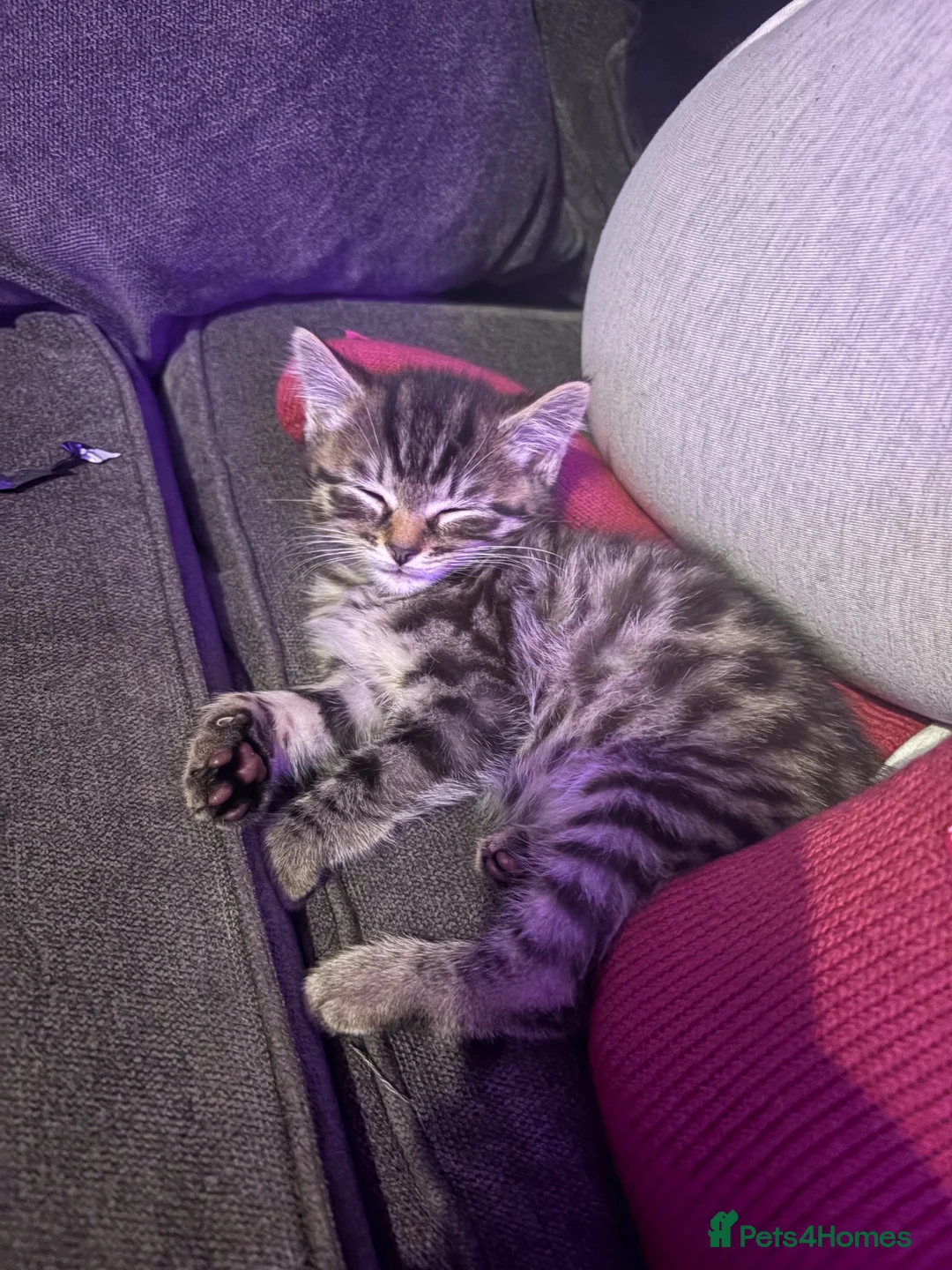 Mixed Breed cats for sale: Male kitten  - Advert 5