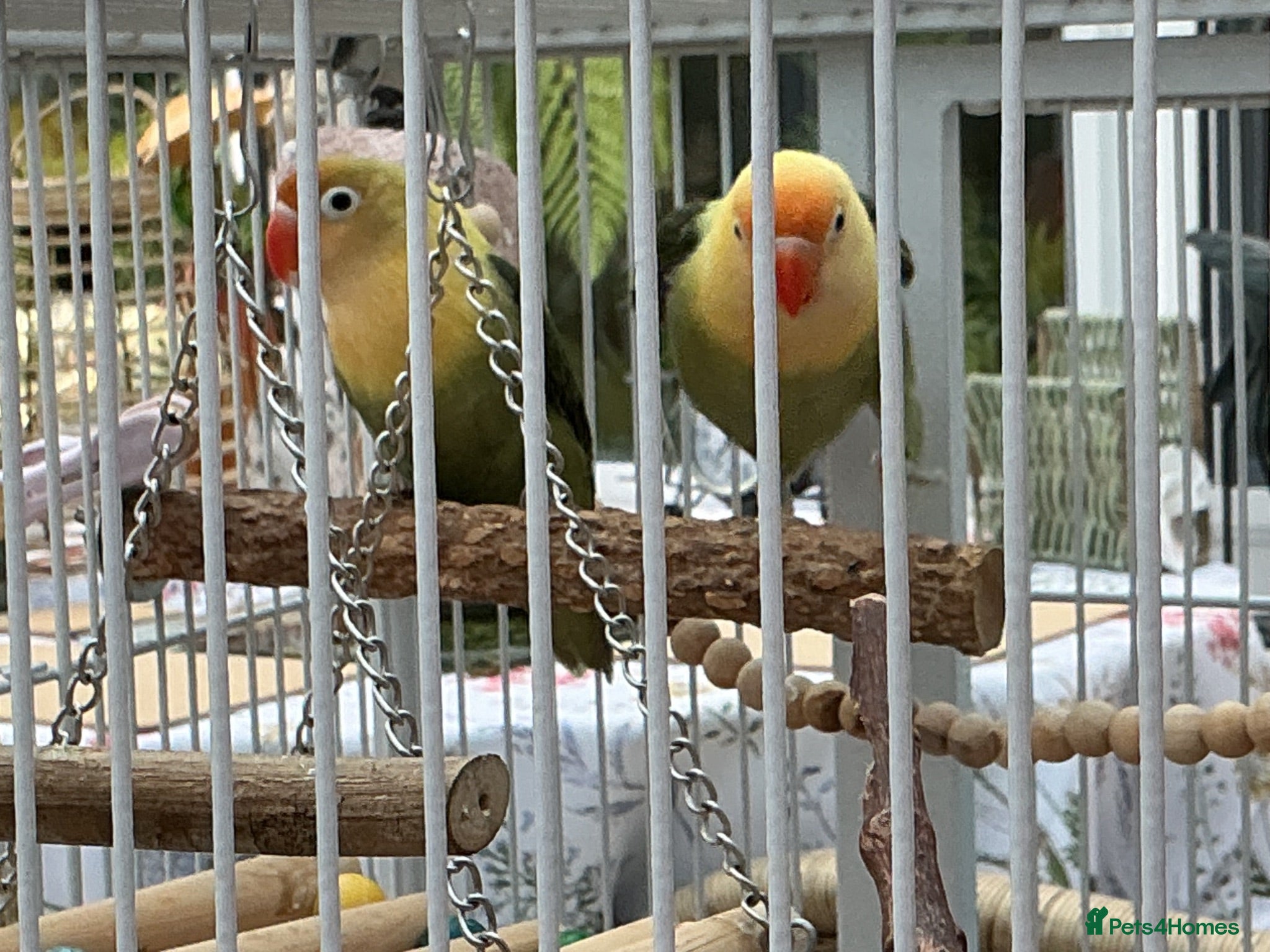 Lovebirds birds A pair of Love birds  - Advert 1