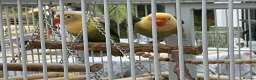 Lovebirds birds for sale: A pair of Love birds  in Pickering - Advert 1