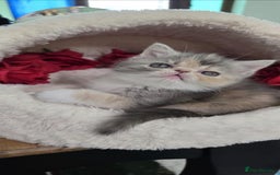 Persian cats for sale: 4 Persian Kittens - Image 7