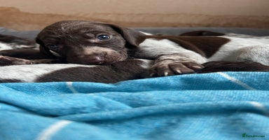 German Shorthaired Pointer dogs - Advert 10