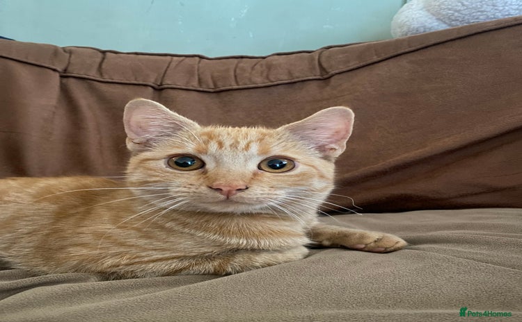 Mixed Breed cats - Advert 1