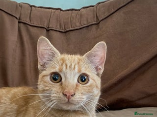 Mixed Breed cats for sale - Advert 1