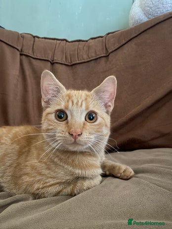 Mixed Breed cats - Advert 1