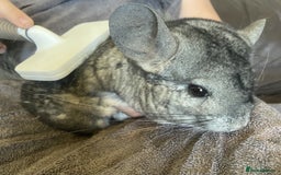 Chinchilla rodents for sale: Adult Ebony Female Chinchilla & Cage - Image 5
