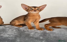 Abyssinian cats for sale: Beautiful Abyssinians kittens - Image 13