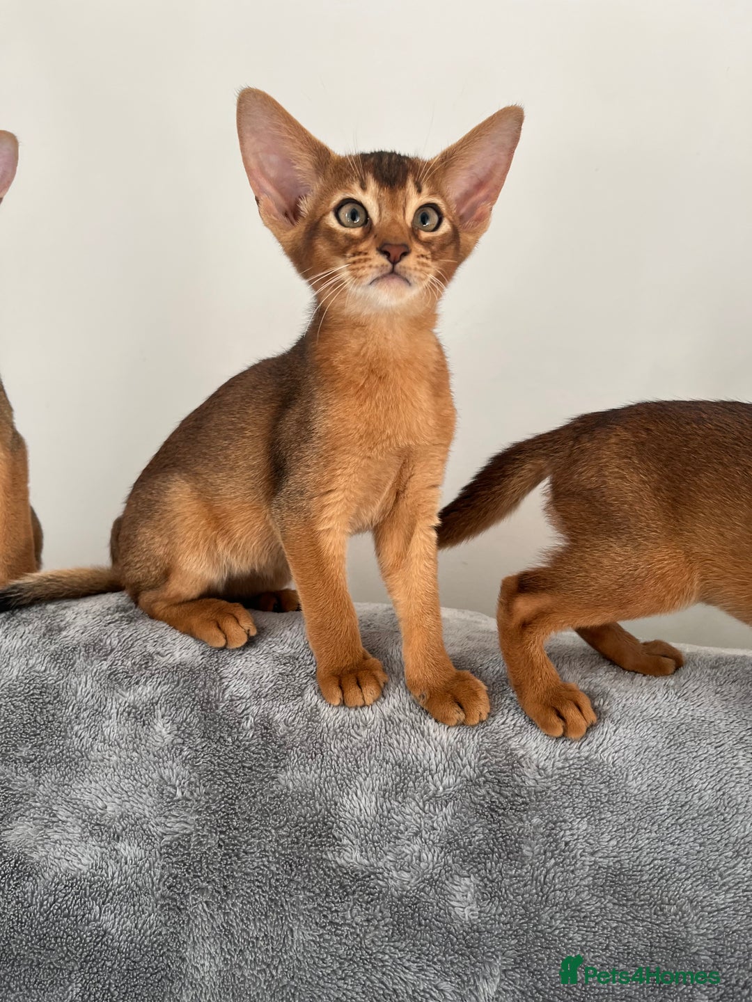 Abyssinian cats for sale: Beautiful Abyssinians kittens - Image 13