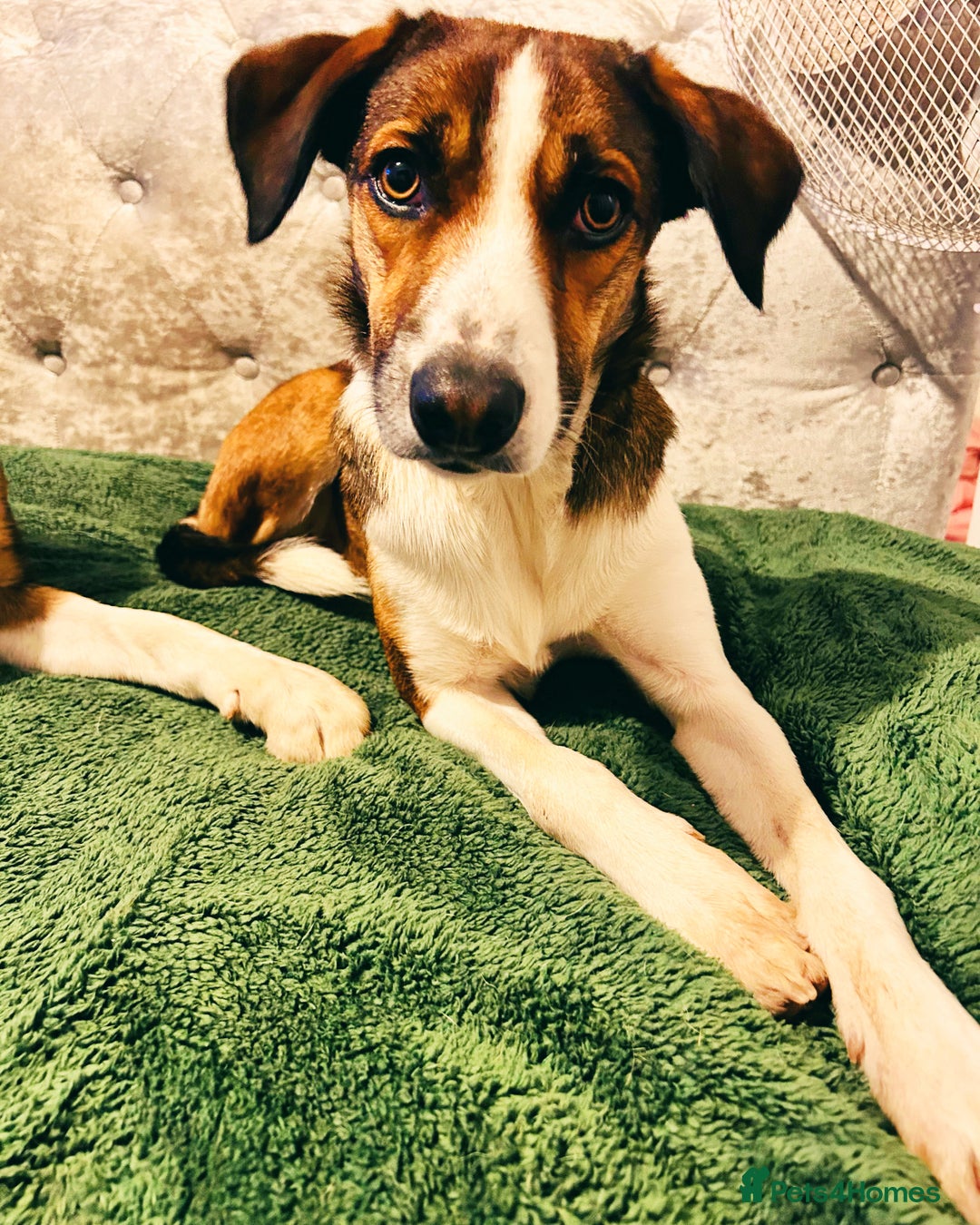 Welsh Collie dogs for sale: Female Welsh Collie looking for forever home - Image 4