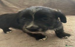 Mixed Breed dogs for sale: Jack Russell x westie  - Image 14