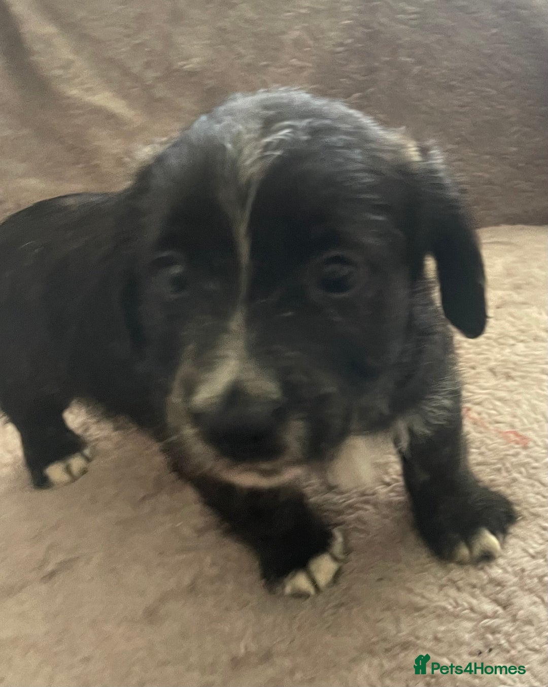Mixed Breed dogs for sale: Jack Russell x westie  - Image 14