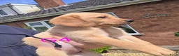 Goldador dogs for sale: Gorgeous Goldador Puppies  - Advert 4