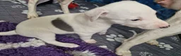 Whippet dogs for sale: Heart and DNA tested Blue Parti Whippet Puppies. - Advert 25