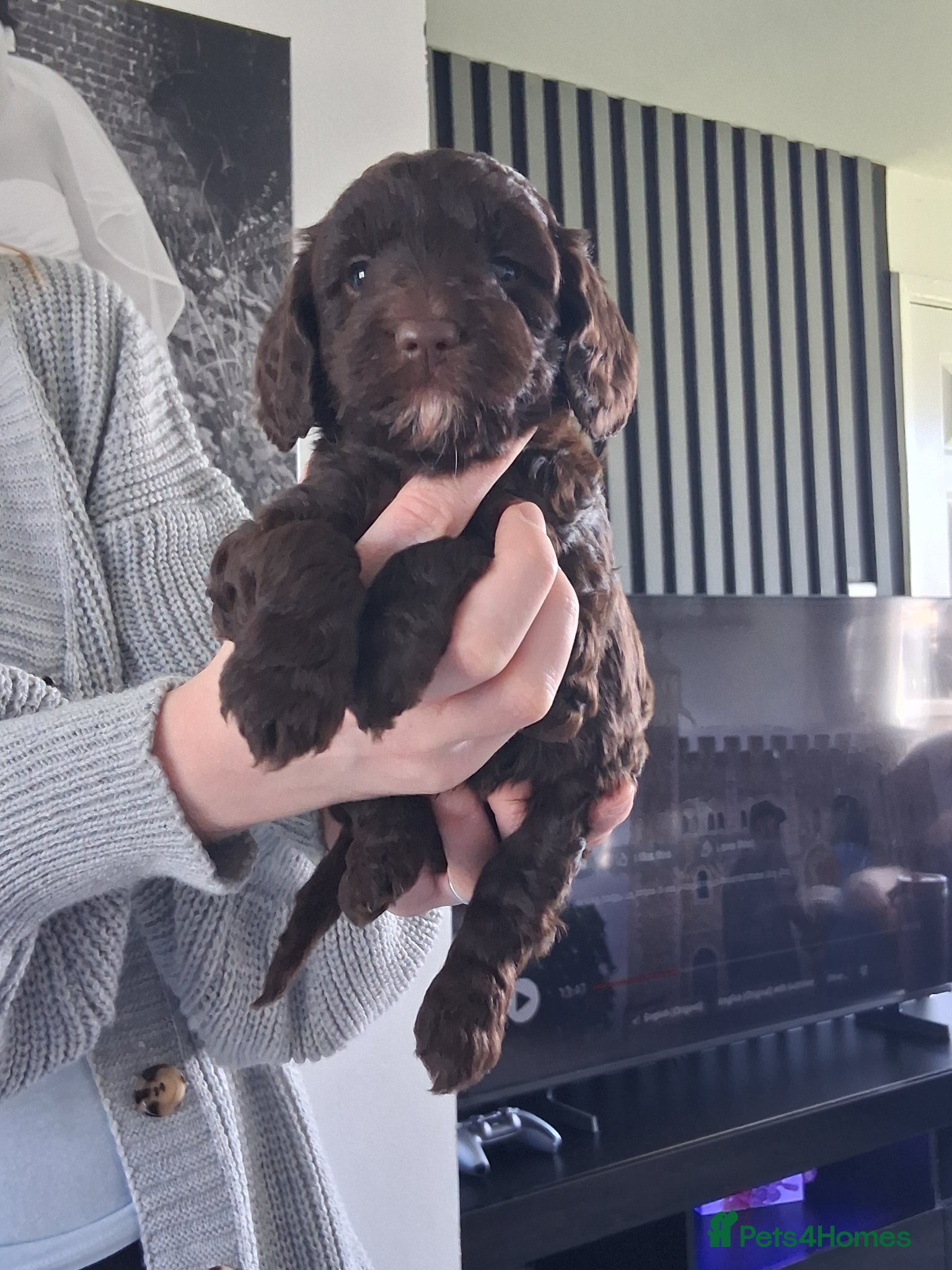 Cockapoo dogs Cockapoo 1 LEFT BOY   - Advert 9