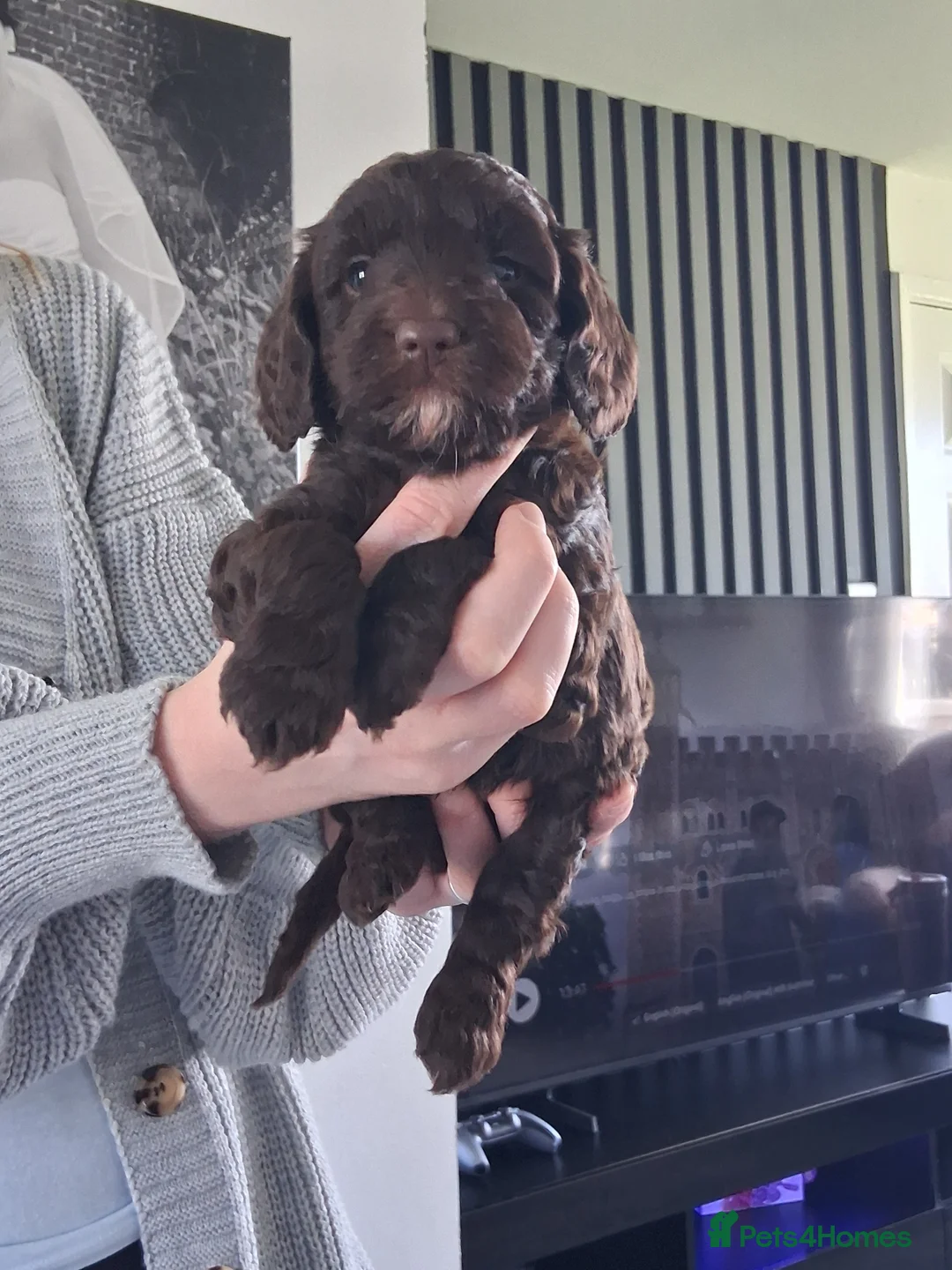 Cockapoo dogs for sale: Cockapoo 1 LEFT BOY  SOLD - Advert 1